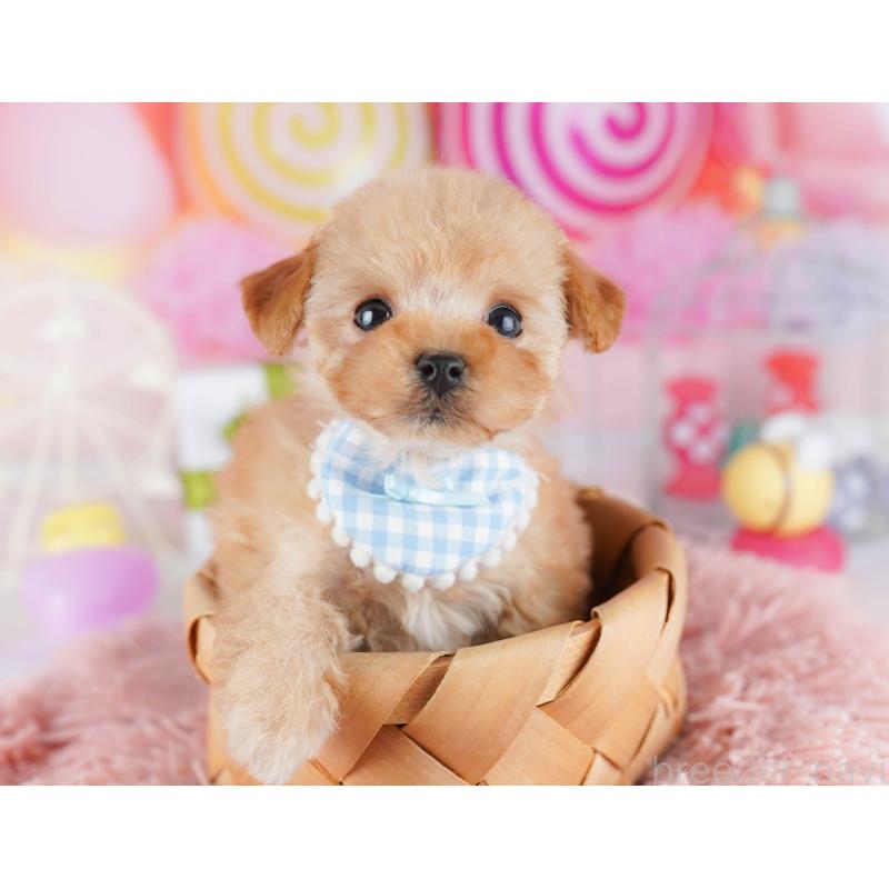 販売中ののトイプードル-442384