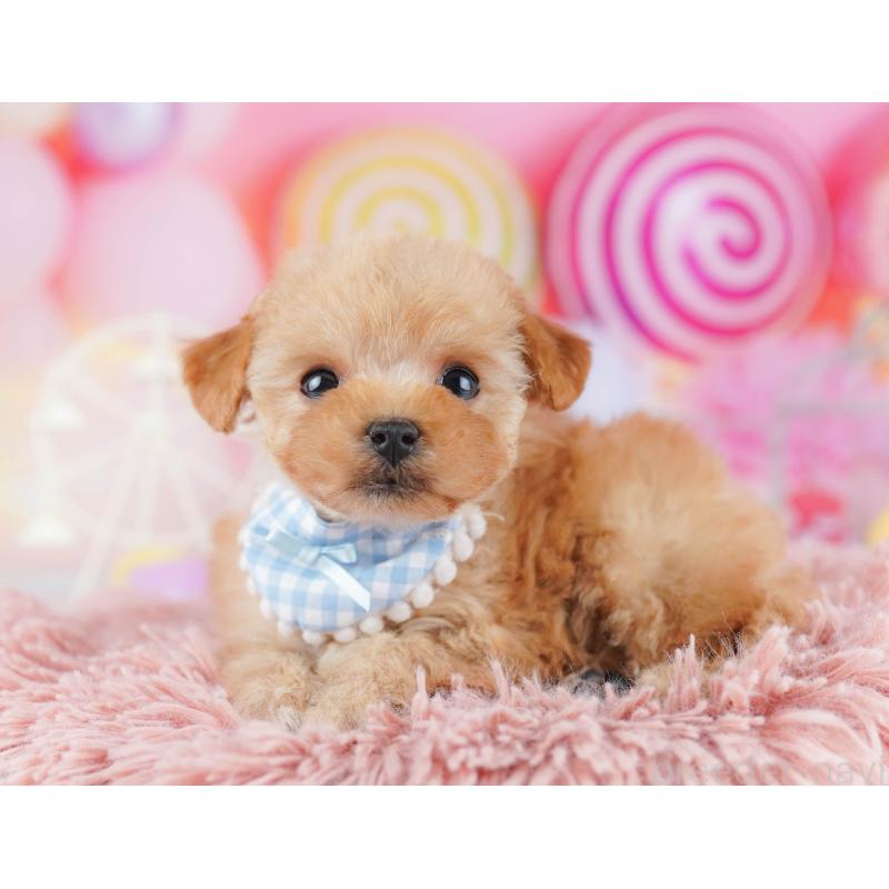 販売中の千葉県のトイプードル-442384の11枚目