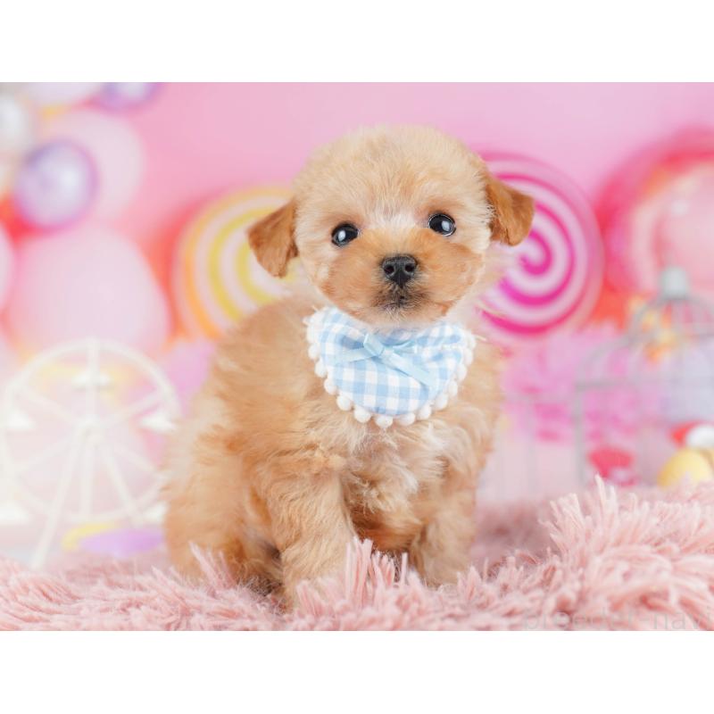 販売中の千葉県のトイプードル-442384の10枚目