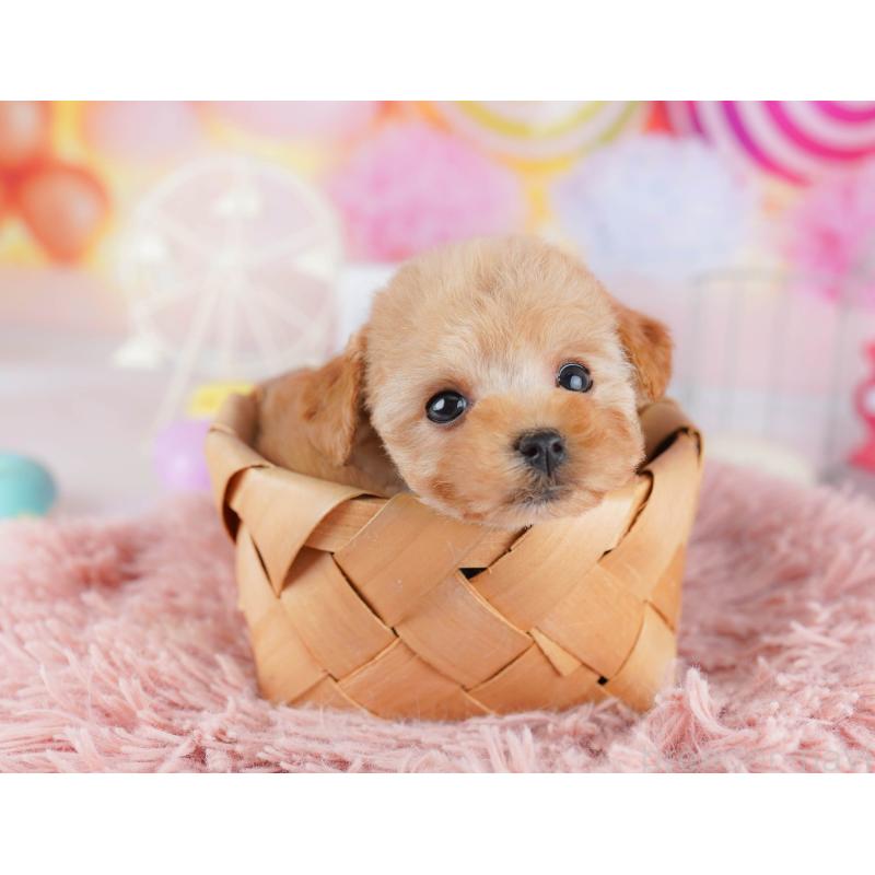 販売中の千葉県のトイプードル-442384の9枚目