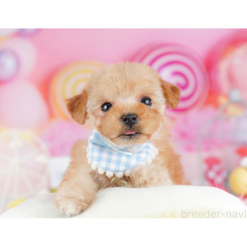 販売中の千葉県のトイプードル-442384の8枚目