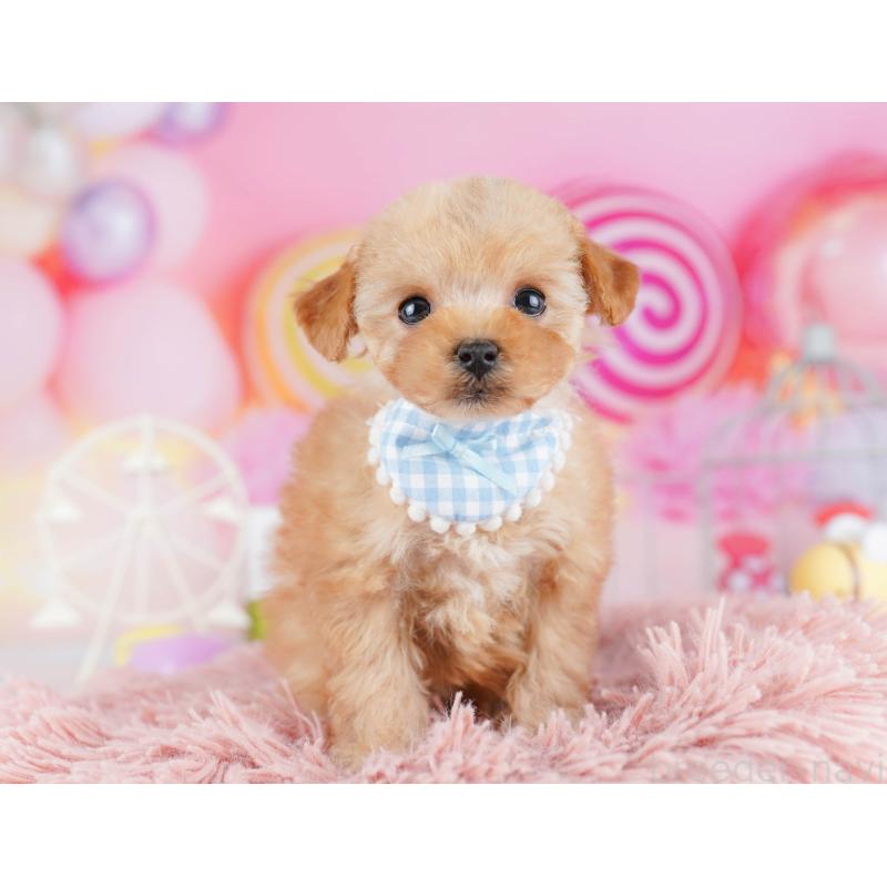 販売中の千葉県のトイプードル-442384の7枚目