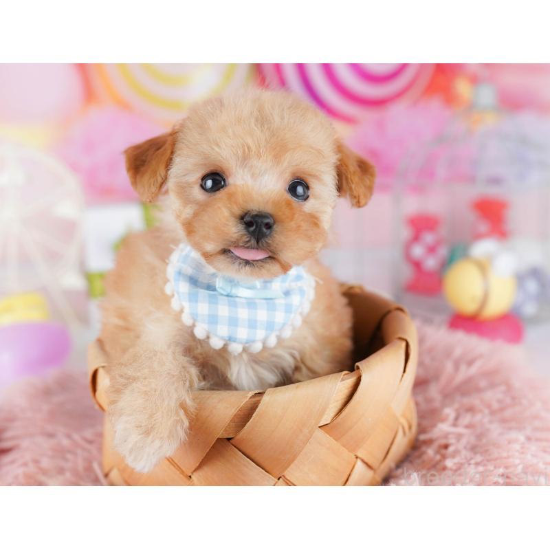 販売中の千葉県のトイプードル-442384の6枚目