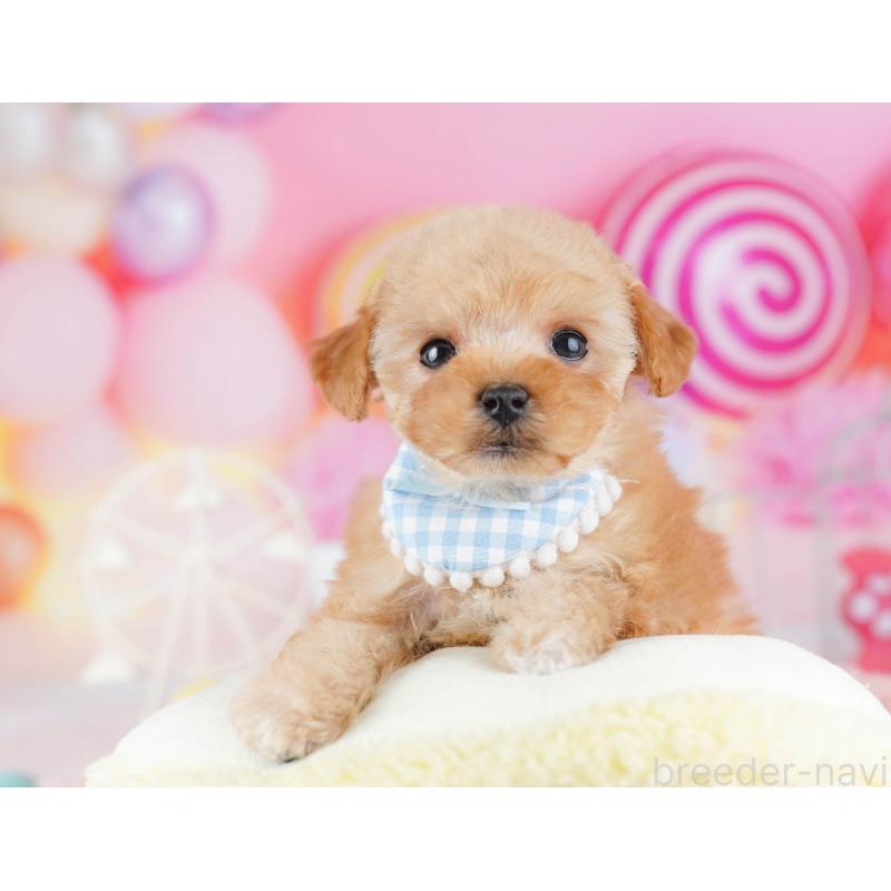 販売中の千葉県のトイプードル-442384の5枚目