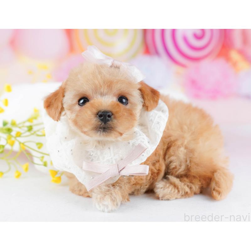 販売中の千葉県のトイプードル-442384の3枚目