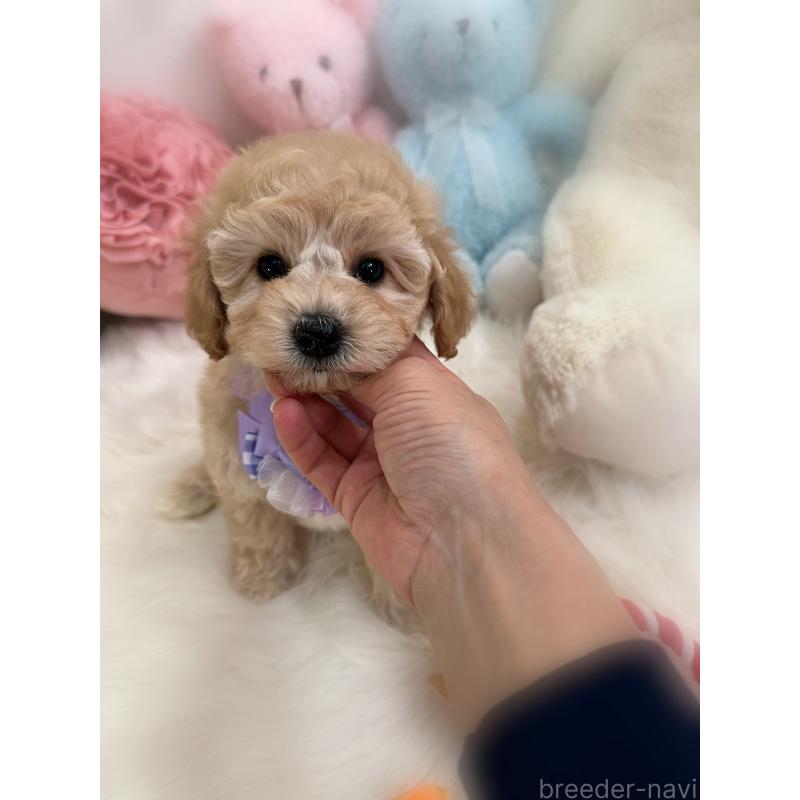 成約済の香川県のビションプー:ビションフリーゼ×トイプードル-436181の3枚目