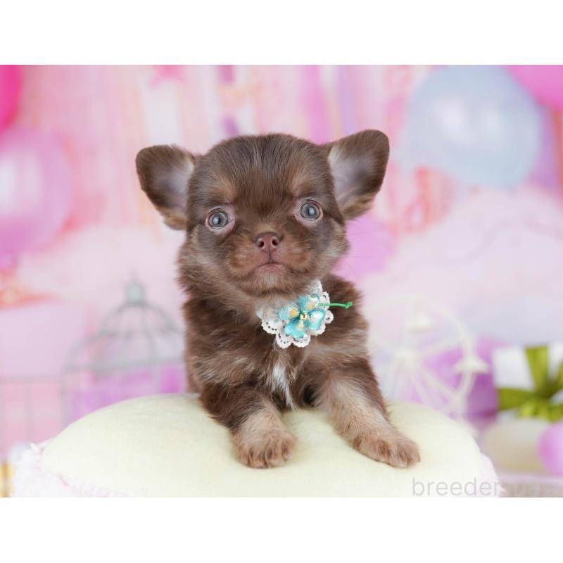 販売中の千葉県のチワワ(ロングコート)-442383