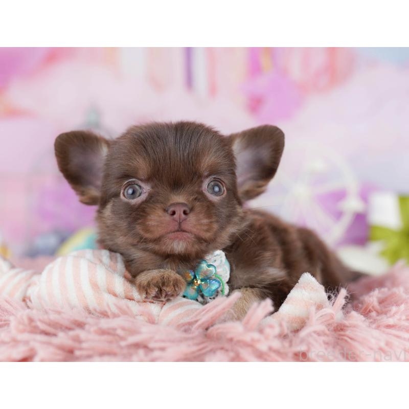 販売中の千葉県のチワワ(ロングコート)-442383の11枚目