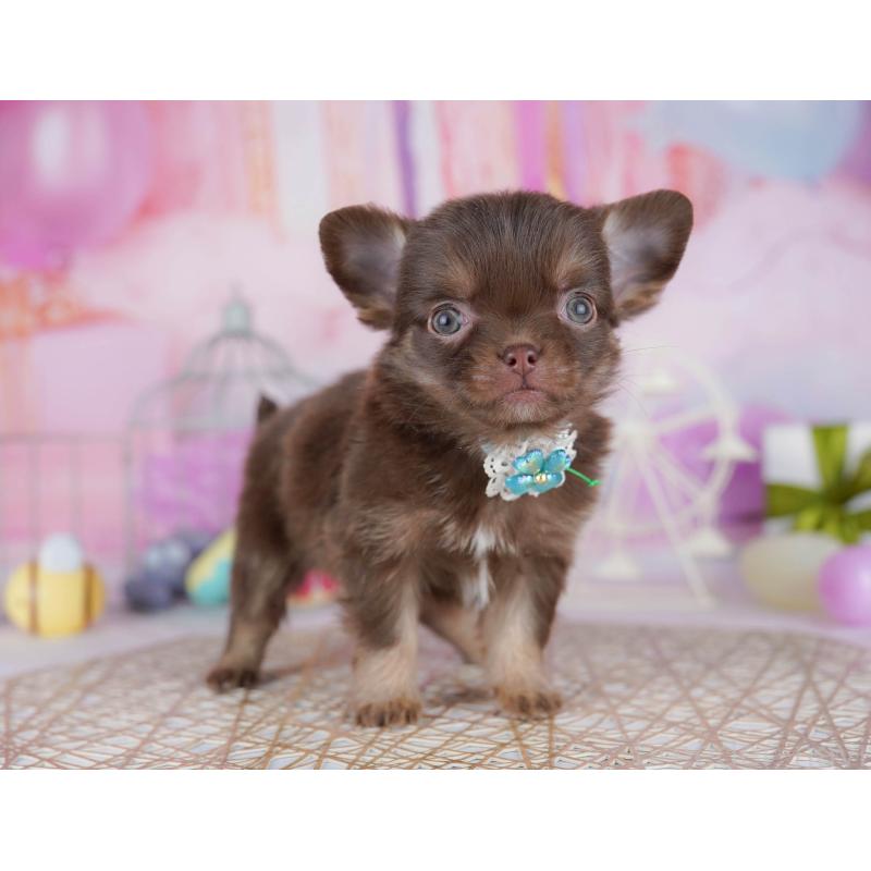 販売中の千葉県のチワワ(ロングコート)-442383の10枚目