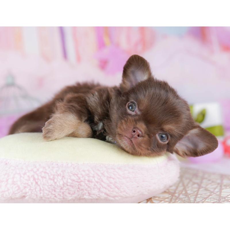 販売中の千葉県のチワワ(ロングコート)-442383の9枚目