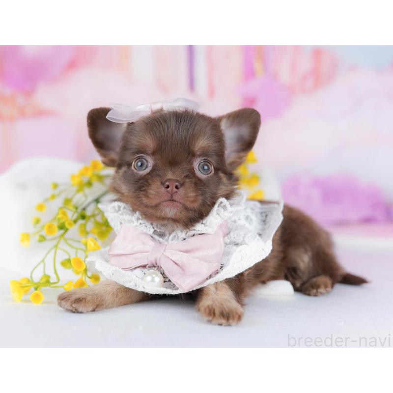 販売中の千葉県のチワワ(ロングコート)-442383の8枚目