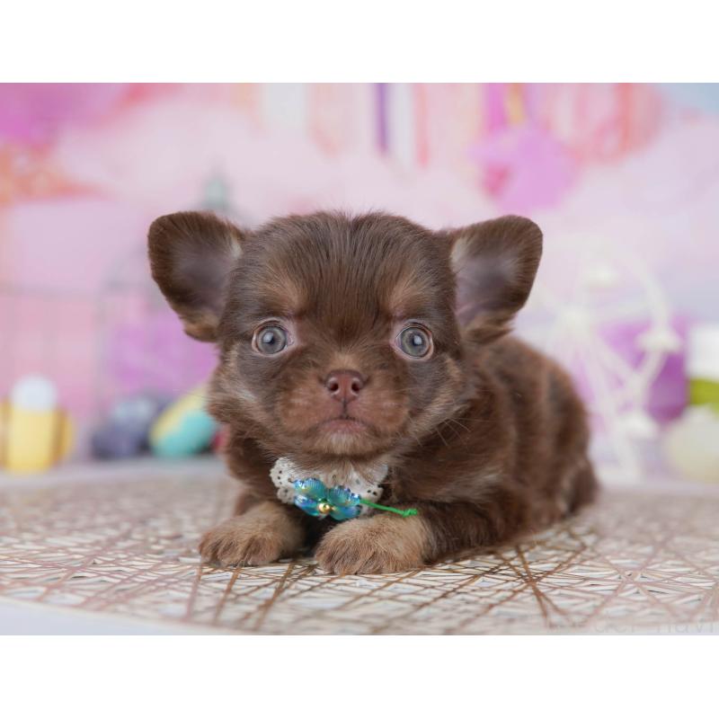 販売中の千葉県のチワワ(ロングコート)-442383の7枚目