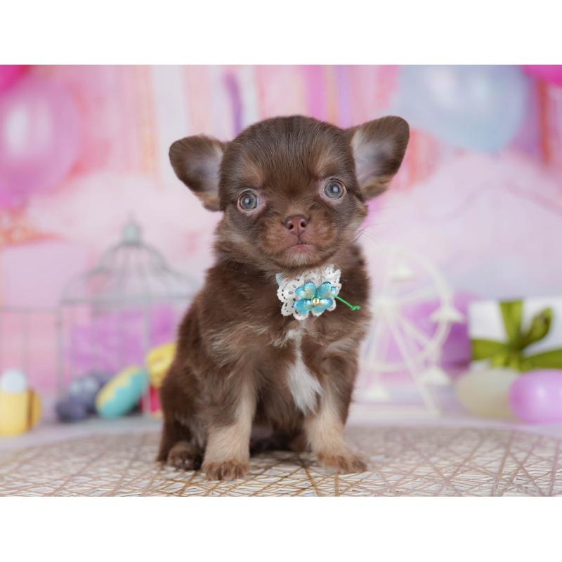 販売中の千葉県のチワワ(ロングコート)-442383の6枚目