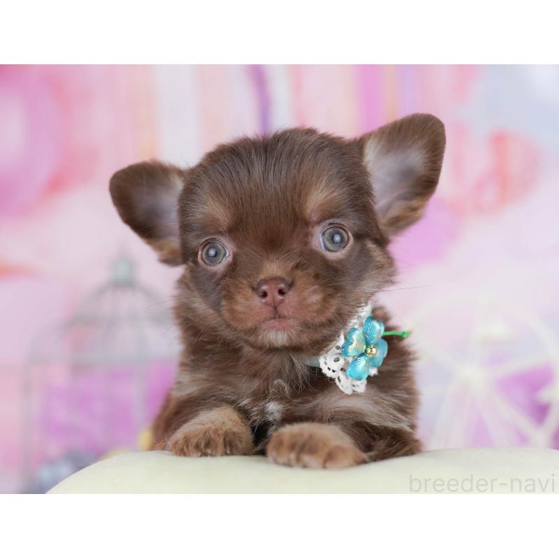 販売中の千葉県のチワワ(ロングコート)-442383の5枚目