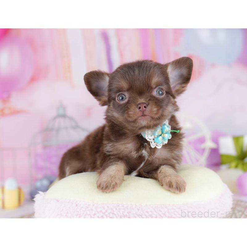 販売中の千葉県のチワワ(ロングコート)-442383の4枚目