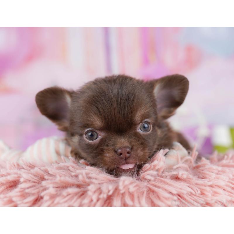 販売中の千葉県のチワワ(ロングコート)-442383の3枚目