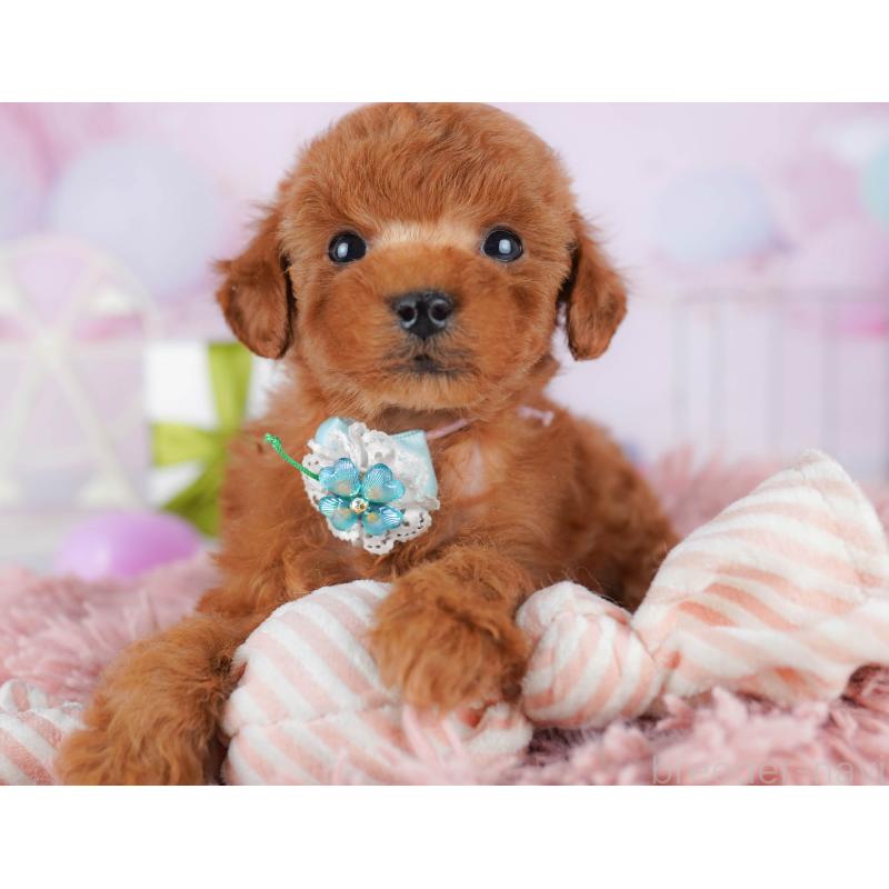 販売中の千葉県のタイニープードル-442382