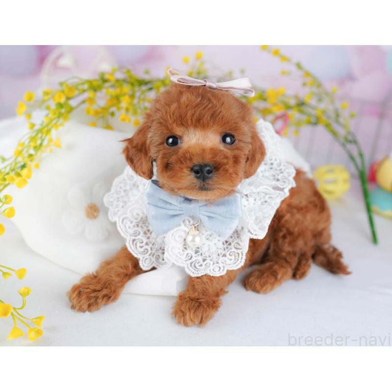 販売中の千葉県のタイニープードル-442382の11枚目