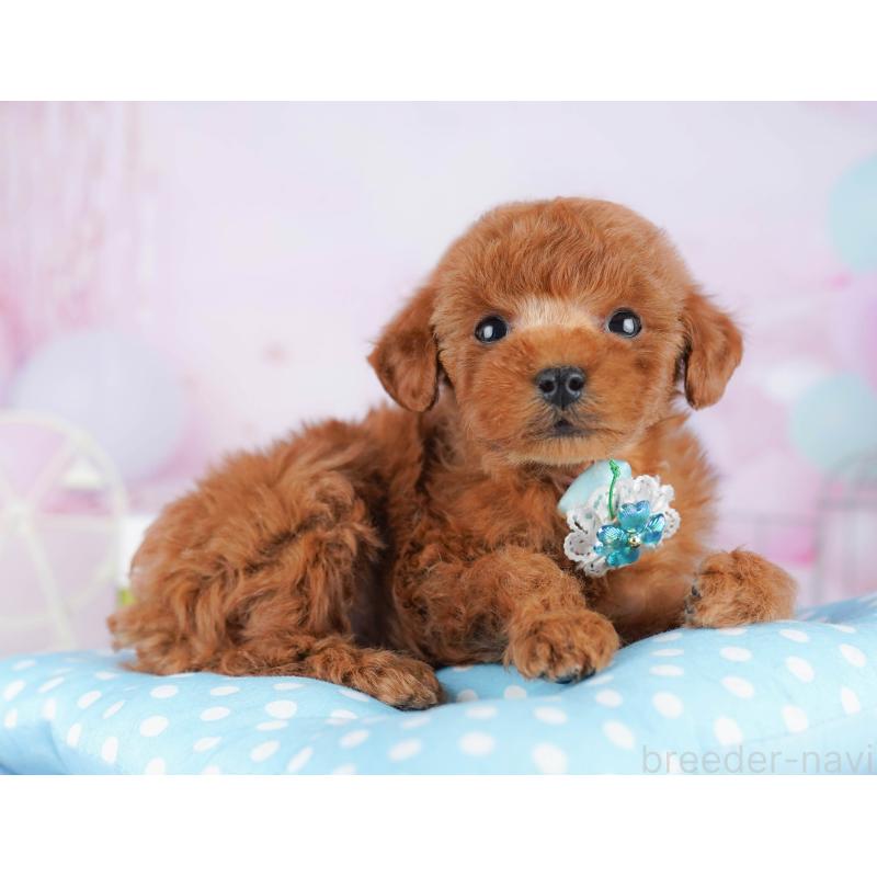 販売中の千葉県のタイニープードル-442382の9枚目