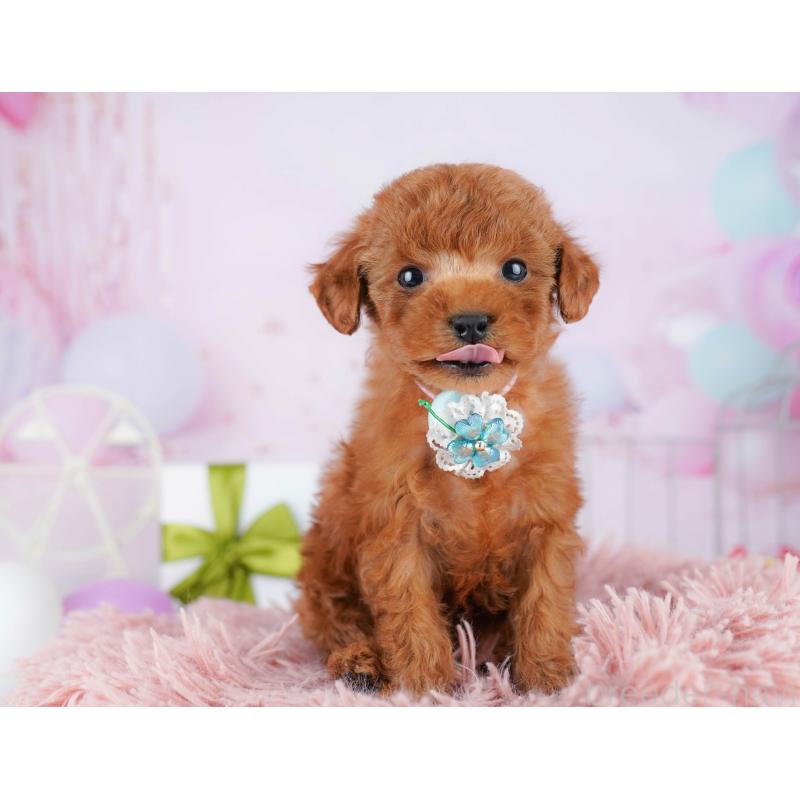 販売中の千葉県のタイニープードル-442382の7枚目