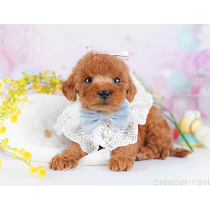 販売中の千葉県のタイニープードル-442382の6枚目