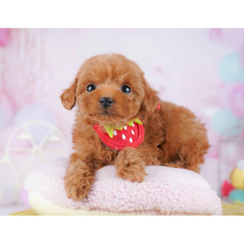 販売中ののタイニープードル-442381