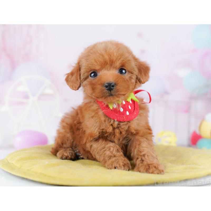 販売中の千葉県のタイニープードル-442381の9枚目