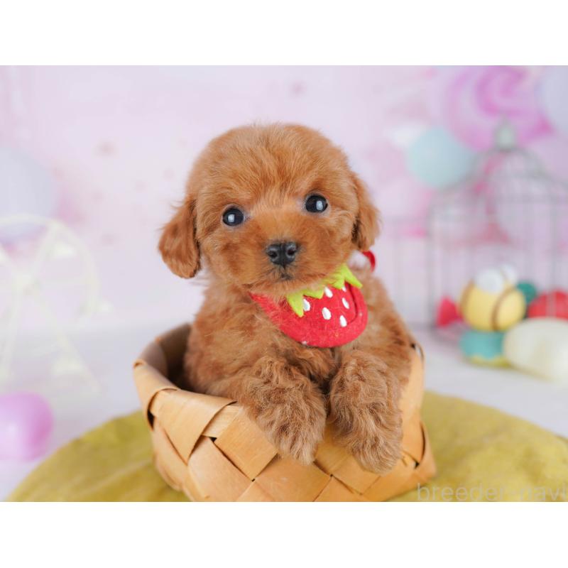 販売中の千葉県のタイニープードル-442381の8枚目