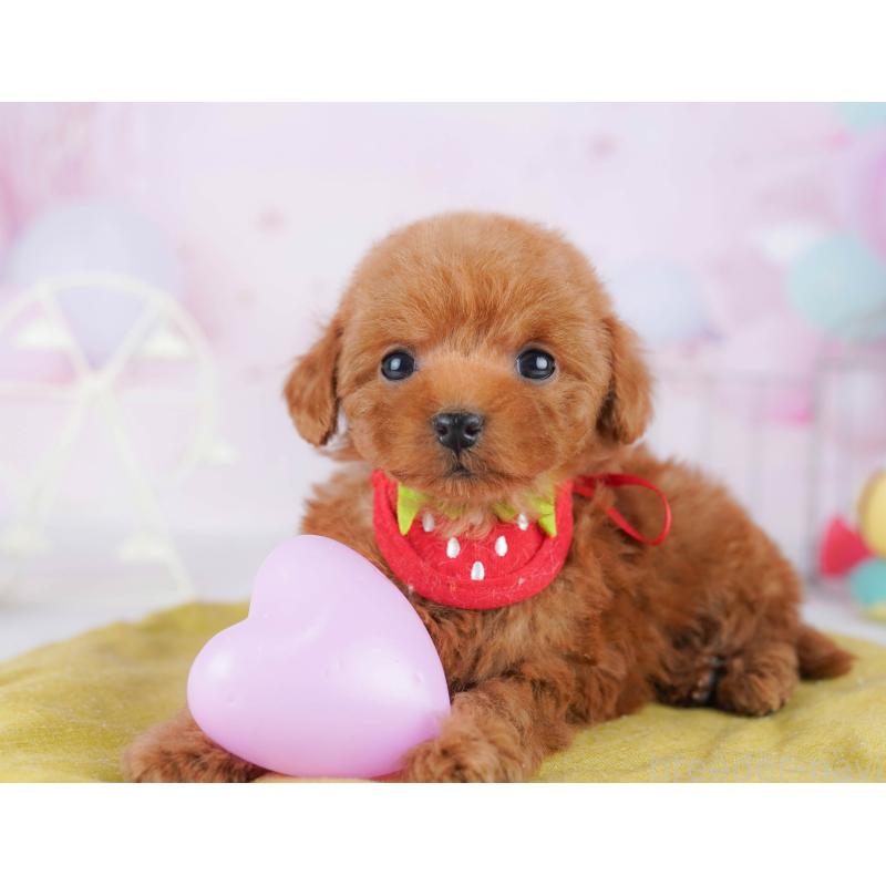 販売中の千葉県のタイニープードル-442381の7枚目