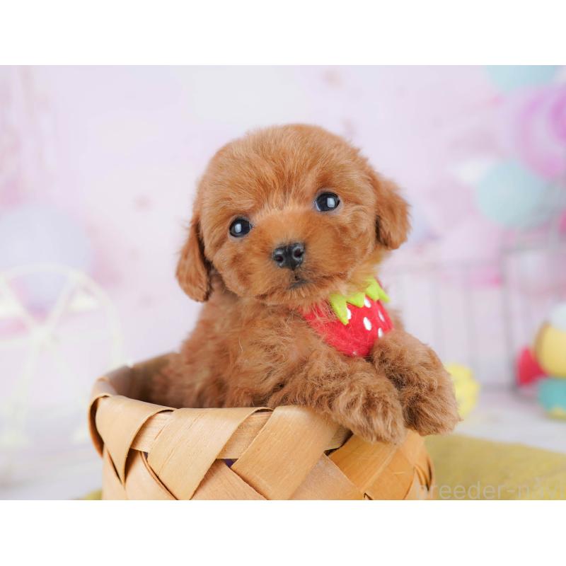 販売中の千葉県のタイニープードル-442381の6枚目