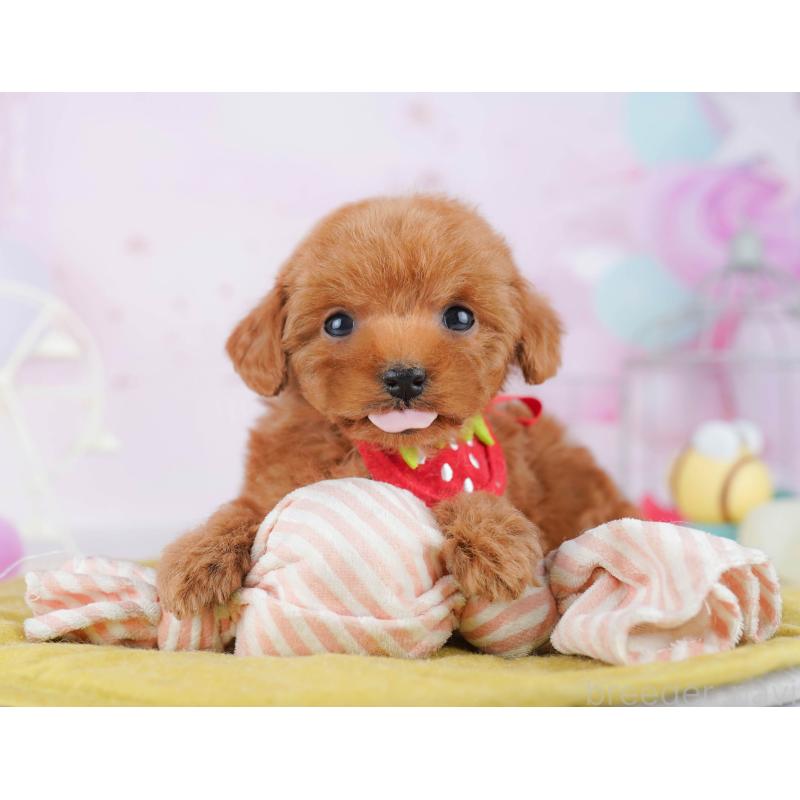 販売中の千葉県のタイニープードル-442381の5枚目