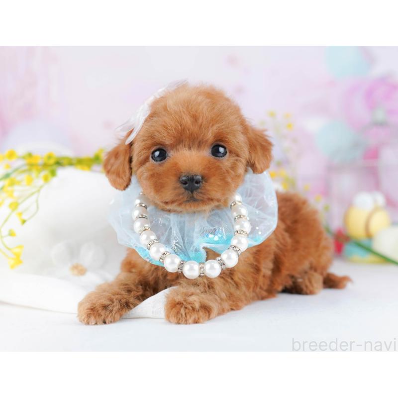 販売中の千葉県のタイニープードル-442381の4枚目