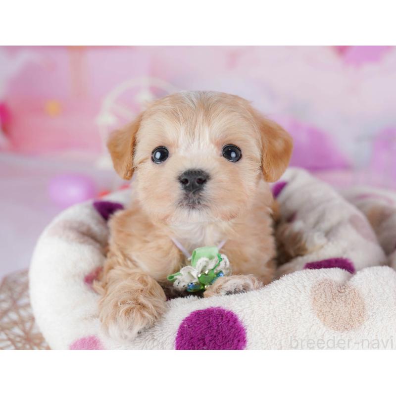 販売中の千葉県のマルプー:マルチーズ×トイプードル-442380