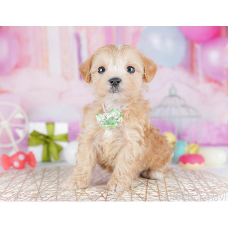 販売中の千葉県のマルプー:マルチーズ×トイプードル-442380の10枚目