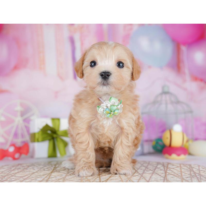 販売中の千葉県のマルプー:マルチーズ×トイプードル-442380の9枚目