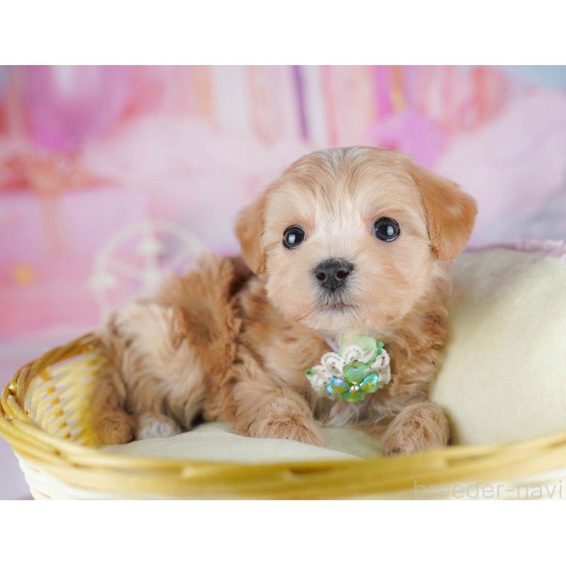 販売中の千葉県のマルプー:マルチーズ×トイプードル-442380の8枚目