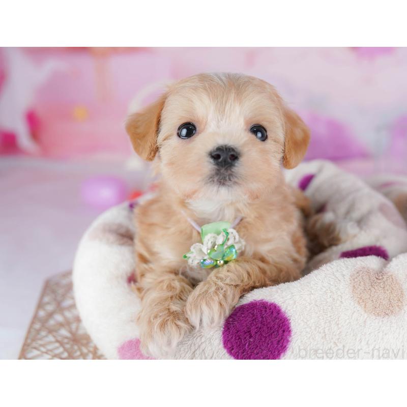 販売中の千葉県のマルプー:マルチーズ×トイプードル-442380の6枚目