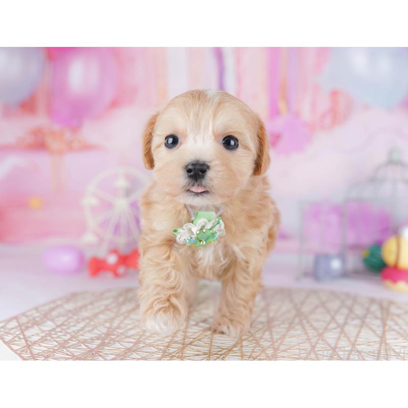 販売中の千葉県のマルプー:マルチーズ×トイプードル-442380の5枚目