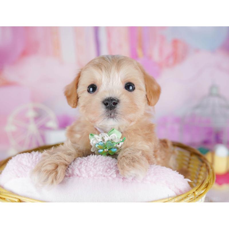 販売中の千葉県のマルプー:マルチーズ×トイプードル-442380の3枚目