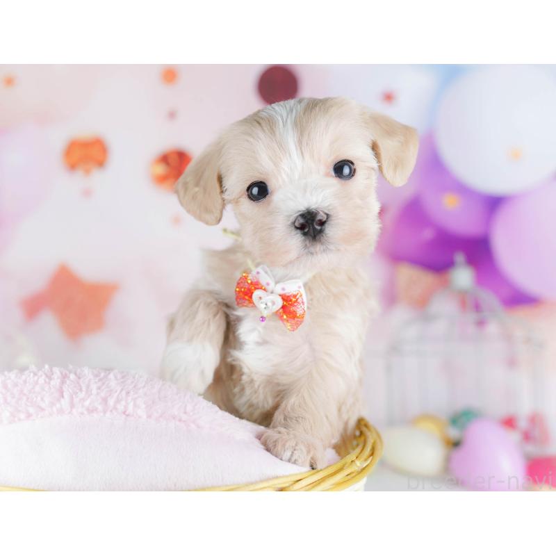 販売中の千葉県のマルプー:マルチーズ×トイプードル-442378の8枚目