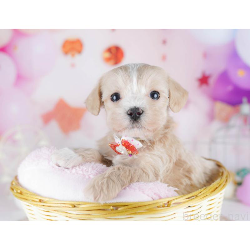 販売中の千葉県のマルプー:マルチーズ×トイプードル-442378の7枚目