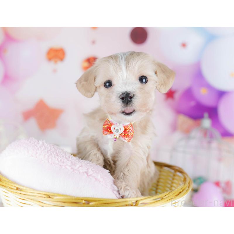 販売中の千葉県のマルプー:マルチーズ×トイプードル-442378の6枚目