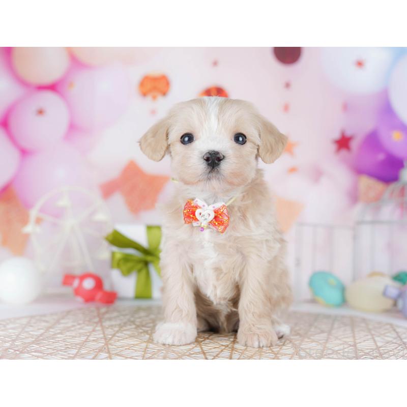 販売中の千葉県のマルプー:マルチーズ×トイプードル-442378の5枚目