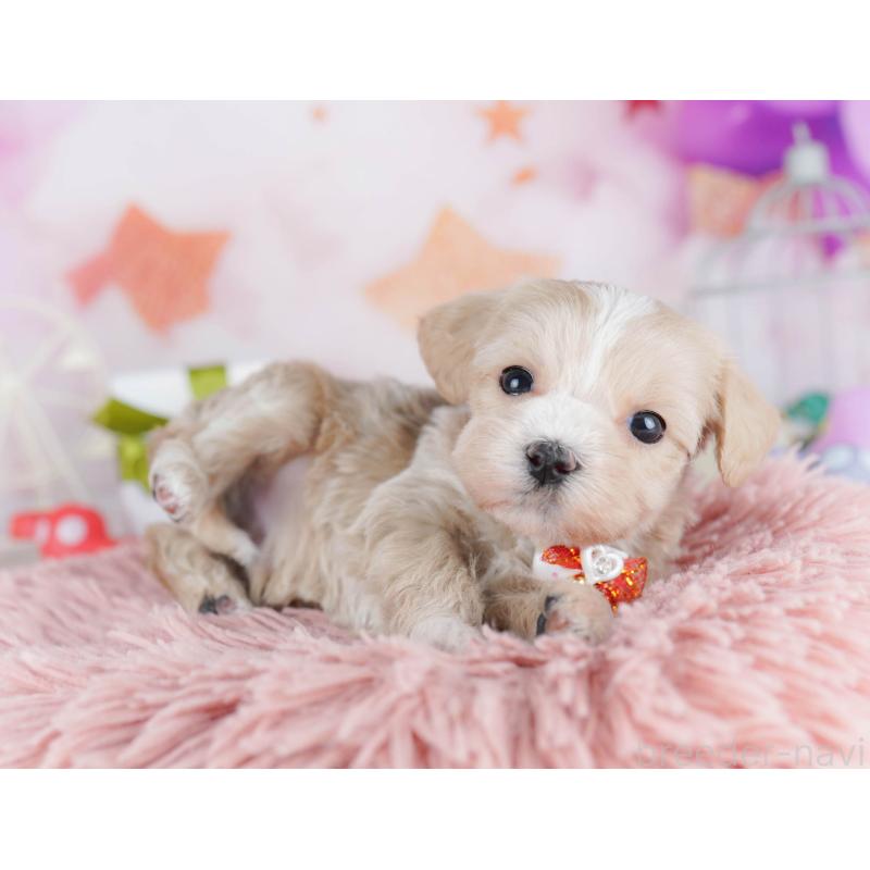 販売中の千葉県のマルプー:マルチーズ×トイプードル-442378の4枚目