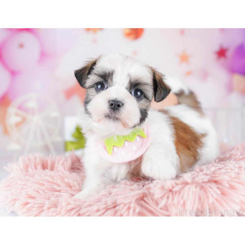 販売中ののマルシーズー:マルチーズ×シーズー-442377