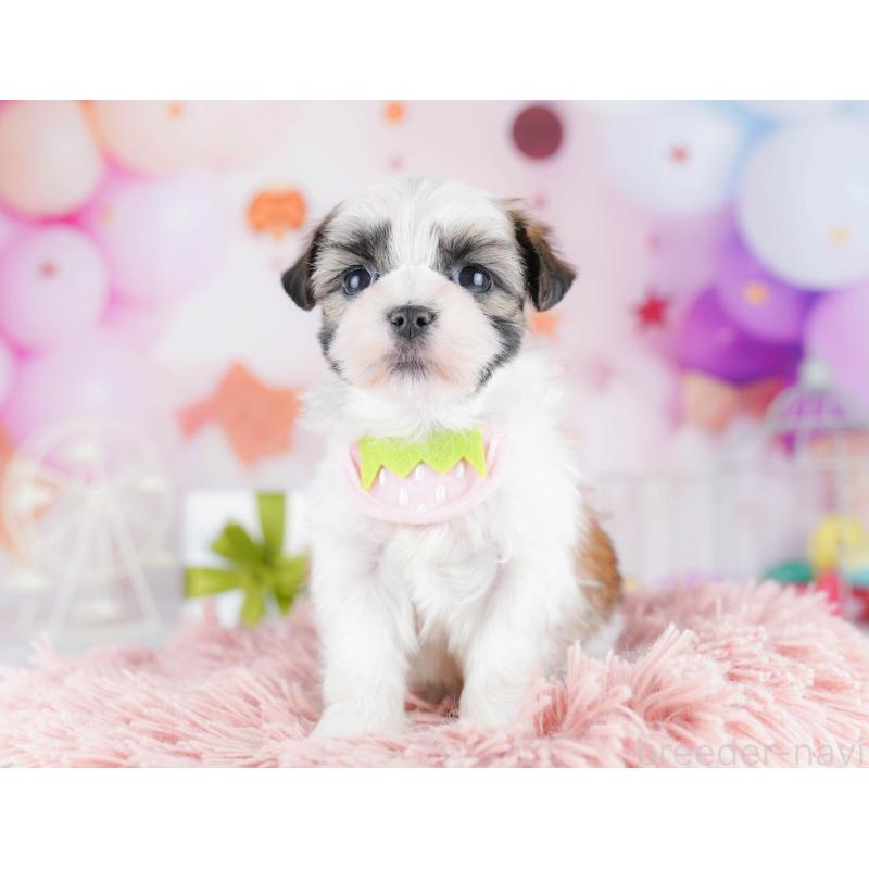 販売中の千葉県のマルシーズー:マルチーズ×シーズー-442377の11枚目
