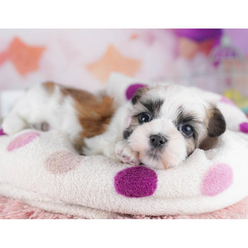 販売中の千葉県のマルシーズー:マルチーズ×シーズー-442377の10枚目