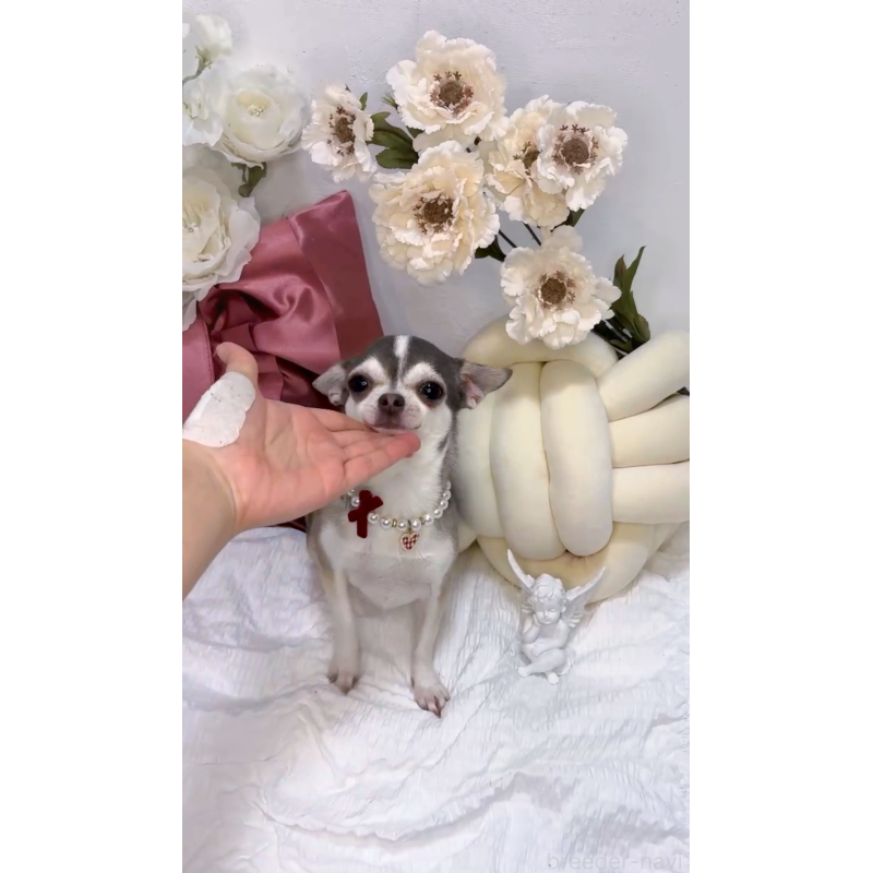 販売中の大阪府のチワワ(スムースコート)-441639の13枚目