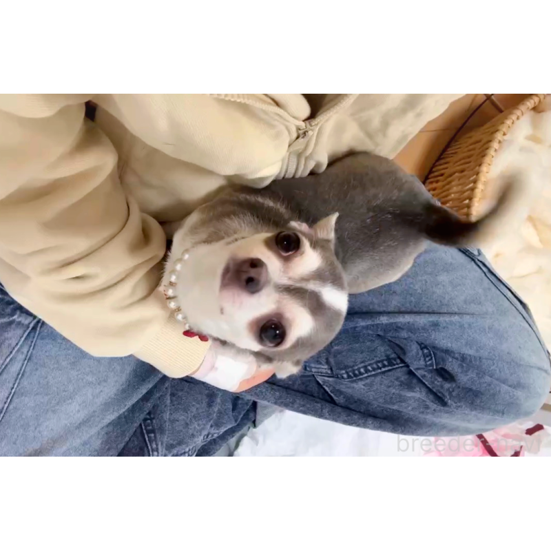 販売中の大阪府のチワワ(スムースコート)-441639の11枚目