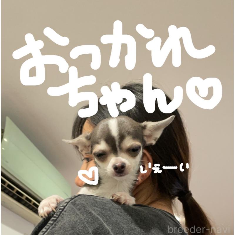 販売中の大阪府のチワワ(スムースコート)-441639の6枚目